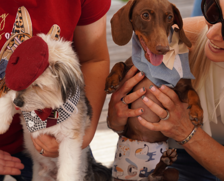 Doggy High Tea Returns to Cape Town: Spoil Your Pup at The President Hotel